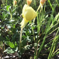 Oenothera humifusa