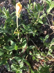 Oenothera humifusa