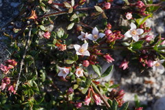 Cyanothamnus nanus nanus