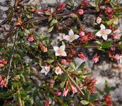 Cyanothamnus nanus nanus