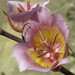 Plummer's Mariposa Lily - Photo (c) Jason Hollinger, some rights reserved (CC BY)
