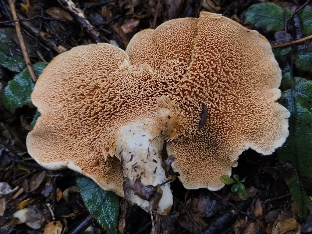 Hydnum wellingtonii · September 2025 · photo: © zedt (iNaturalist, cc-by)