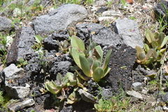 Echeveria rubromarginata
