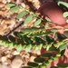 Phyllanthus abnormis abnormis - Photo (c) Eric M Powell, osa oikeuksista pidätetään (CC BY-NC), lähettänyt Eric M Powell