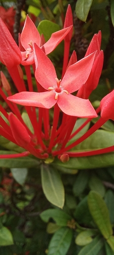 Ixora coccinea