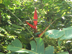 Image of Heliconia tortuosa