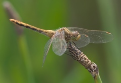 Sympetrum corruptum
