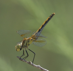 Sympetrum semicinctum