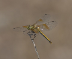 Sympetrum semicinctum