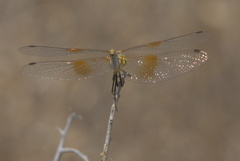 Sympetrum semicinctum