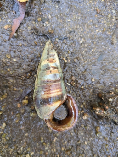 Terebralia sulcata, 2025-09-21