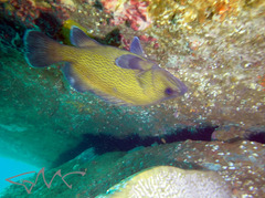 Acanthistius ocellatus