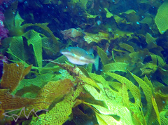 Canthigaster callisterna