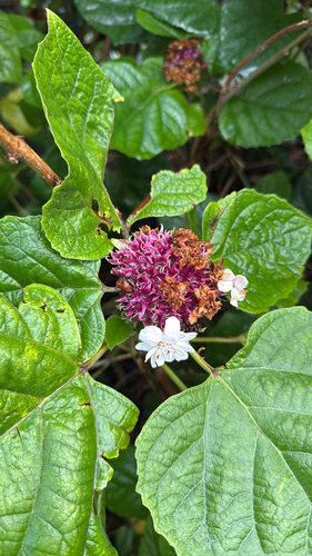Clerodendrum japonicum, 2025-09-20