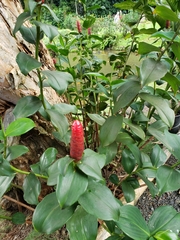 Costus woodsonii