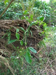 Ficus microcarpa microcarpa