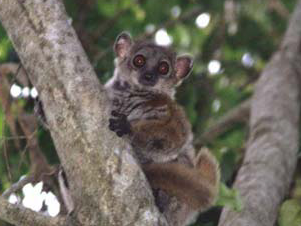 Antafia Sportive Lemur (Lepilemur aeeclis) — Endangered Mammalia