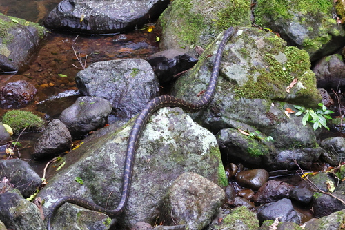 Coastal Carpet Python sighting