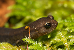 Plethodon elongatus