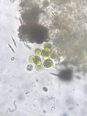 Volvocales