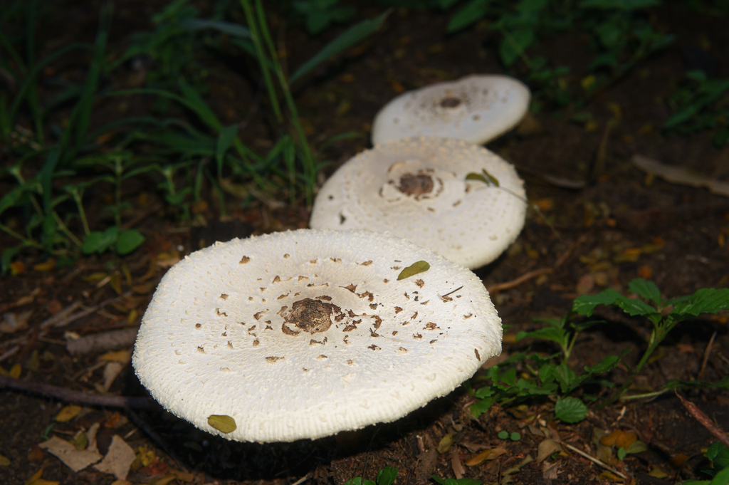 Chlorophyllum molybdites · March 2025 · photo: © mybugphotos (iNaturalist, cc-by)