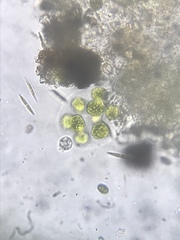 Volvocales