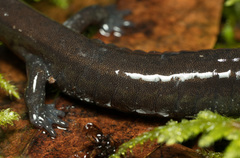 Plethodon elongatus