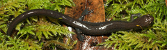 Plethodon elongatus