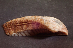 Arca navicularis