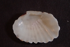 Gafrarium pectinatum