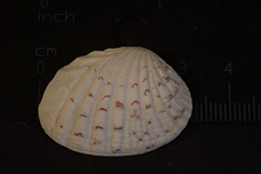 Gafrarium pectinatum