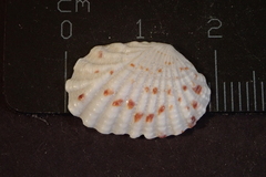 Gafrarium pectinatum