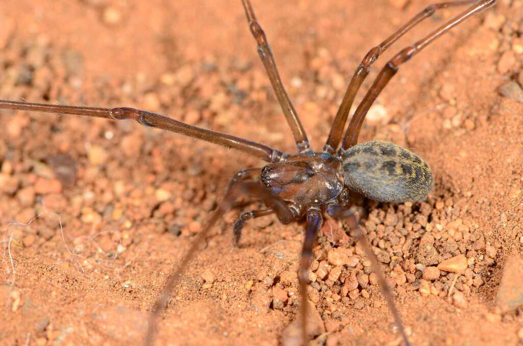 Themacrys irrorata