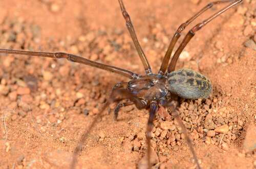 Themacrys irrorata