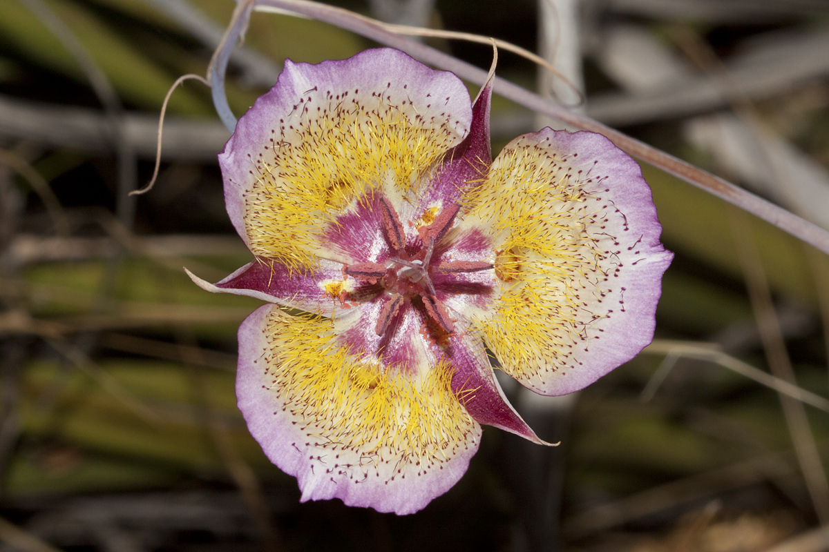 Calochortus plummerae