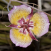 Plummer's Mariposa Lily - Photo (c) Bill Bouton, some rights reserved (CC BY-NC-SA)