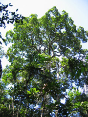 Bertholletia excelsa