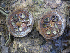 Bertholletia excelsa