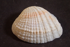 Gafrarium pectinatum