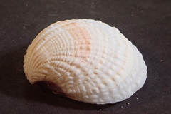 Gafrarium pectinatum