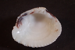 Gafrarium pectinatum