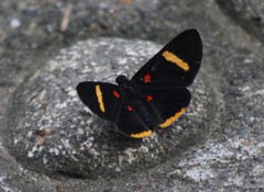 Melanis electron