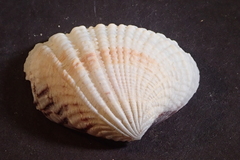 Gafrarium pectinatum