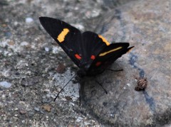Melanis electron