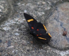 Melanis electron
