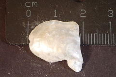 Isognomon
