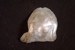 Isognomon