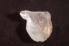 Isognomon