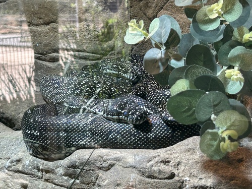 Diamond Python sighting
