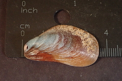 Modiolus philippinarum